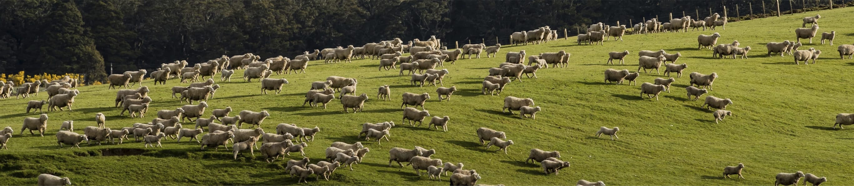 a flock of sheep in a pasture
