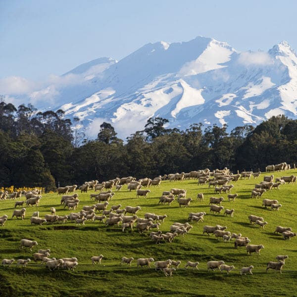 a flock of sheep in a scenic field with mountians in the background